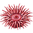 Actinia-48.png