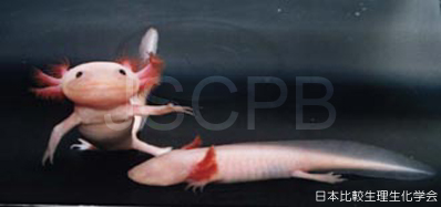 Ambystoma mexicanum Takeuchi.jpg