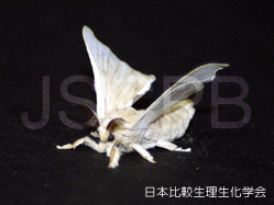 Bombyx mori Kanzaki.jpg