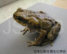 Bufo marinus Takeuchi.jpg