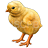 Gallus-48.png