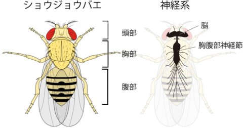 SekiFig1a.jpg