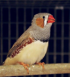 SingingZebraFinch1.jpg