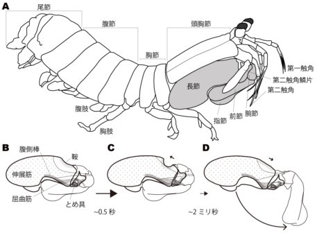 Ultrafast movement figS.jpg