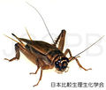 Acheta domestica Ogawa.jpg