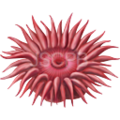 Actinia-128.png