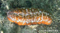 Actinopyga mauritiana Motokawa.jpg