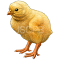 Gallus-128.png