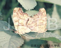 Polygonia c-aureum L. Endo.jpg