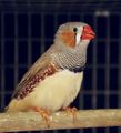 SingingZebraFinch.JPG