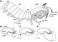 Ultrafast movement fig.jpg