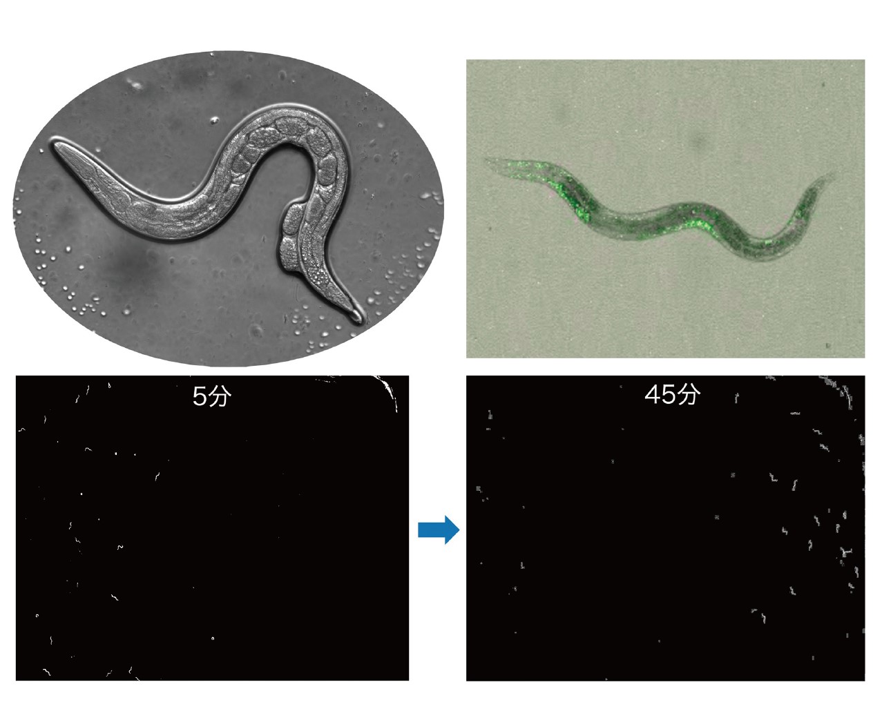 線虫C. elegans における行動実験と筋肉細胞のカルシウムイメージング